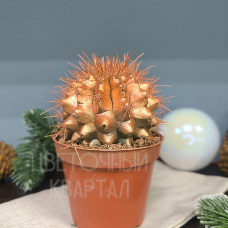 Новогодний кактус в ассортименте 7х7