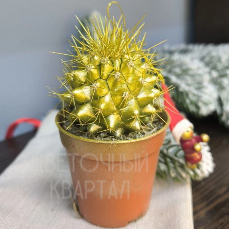 Новогодний кактус в ассортименте 4х4
