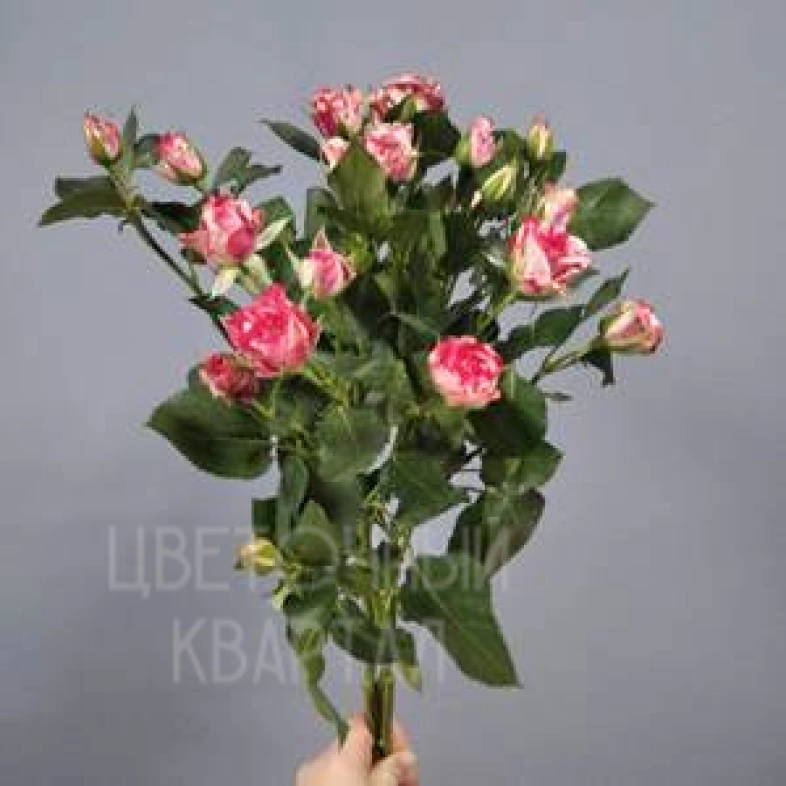 Букет из 1 веточки бело-красной кустовой розы
