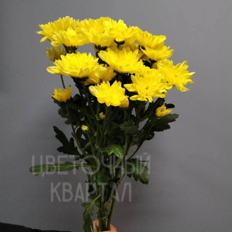 Хризантема желтая кустовая