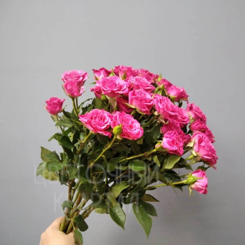 Кустовые розовые розы