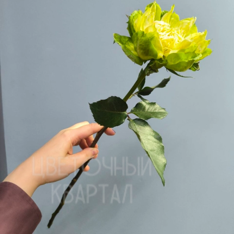 Роза зеленая &laquo;Вегги&raquo;