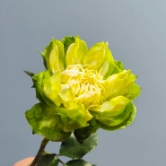 Роза зеленая &laquo;Вегги&raquo; 1